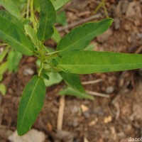 Codariocalyx motorius (Houtt.) H.Ohashi